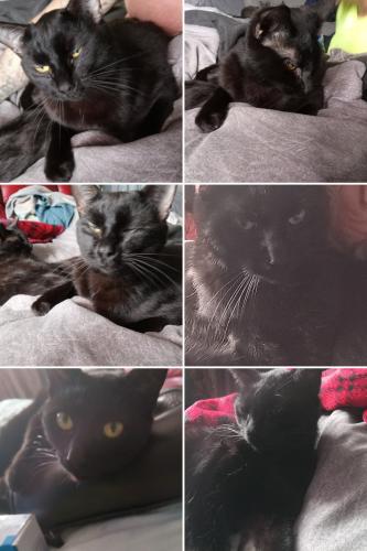 Lost Male Cat last seen east sunset and east seminole, Springfield, MO 65807