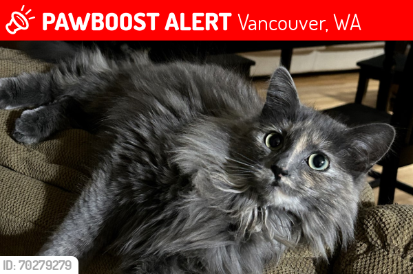 Lost Female Cat last seen Near NW Mountlake Way, Vancouver, WA 98665