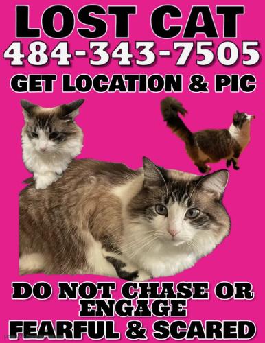 Lost Female Cat last seen Maple and Liberty Road, Ann Arbor, MI 48103