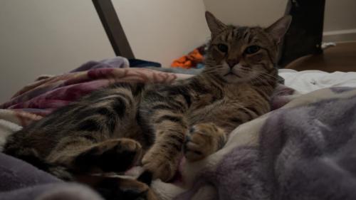 Lost Male Cat last seen Browning and Acacia , Clovis, CA 93612