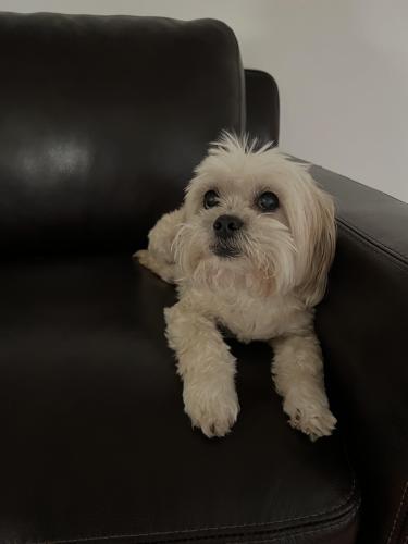 Lost Female Dog last seen The island in Downey, Downey, CA 90240
