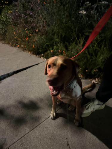 Lost Female Dog last seen South Venice Blvd, Los Angeles, CA 90291