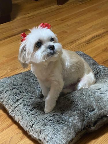 Lost Female Dog last seen Cleargrove Dr, Downey, CA 90240