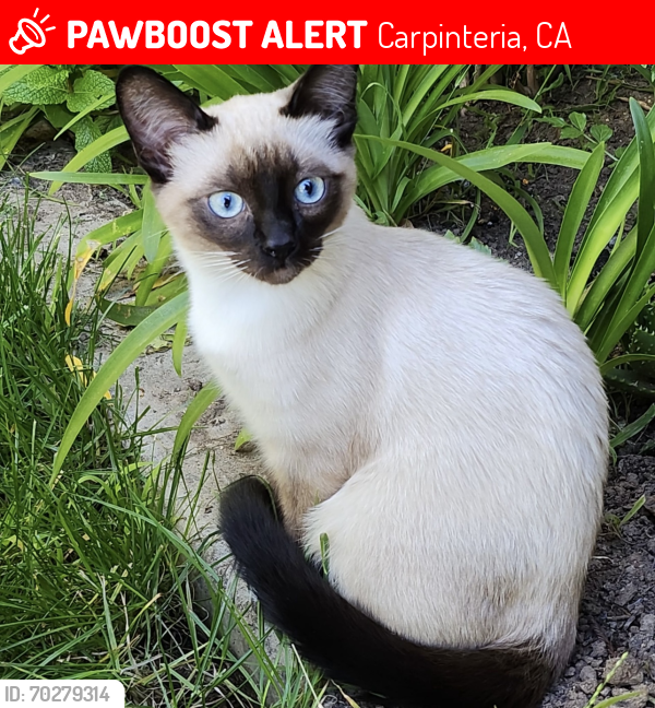 Lost Male Cat last seen Linden ave, Carpinteria, CA 93013