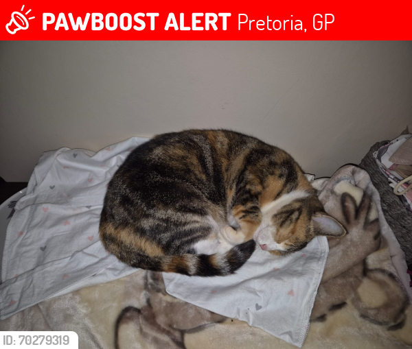 Lost Female Cat last seen Timbevati street, Pretoria, GP 0044