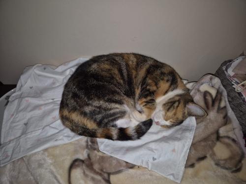 Lost Female Cat last seen Timbevati street, Pretoria, GP 0044