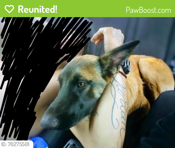 Reunited Male Dog last seen Paramount Blvd, Downey, CA 90242