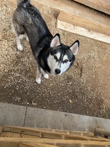 Lost Female Dog last seen El Charro Restaurant, Lubbock, TX 79404