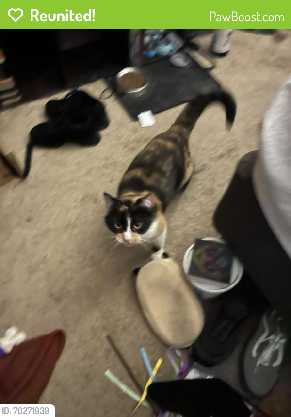 Reunited Female Cat last seen South state avenue and Carson avenue , Indianapolis, IN 46203