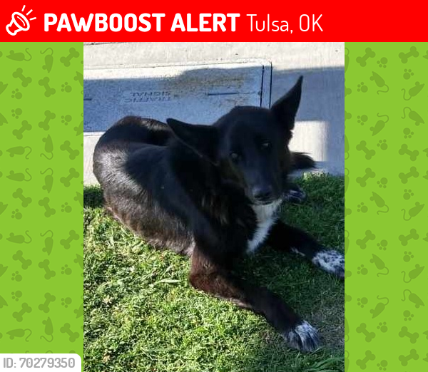 Lost Male Dog last seen Utica and 244 McDonald's , Tulsa, OK 74103