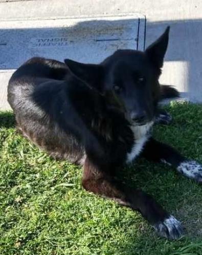 Lost Male Dog last seen Utica and 244 McDonald's , Tulsa, OK 74103