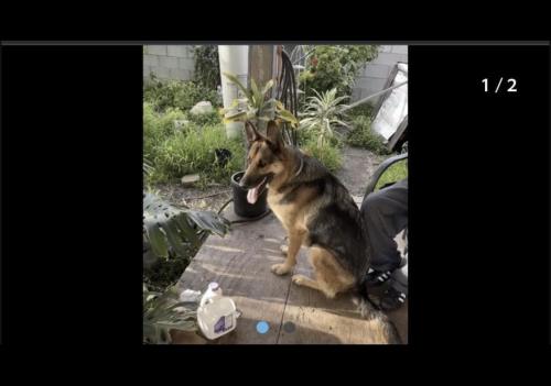 Lost Female Dog last seen Carmenita Rd and Florence , Santa Fe Springs, CA 90605