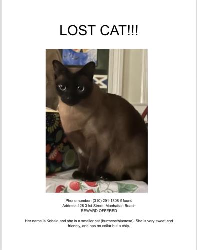 Lost Female Cat last seen Near 31st Street Manhattan Beach Ca, Manhattan Beach, CA 90266