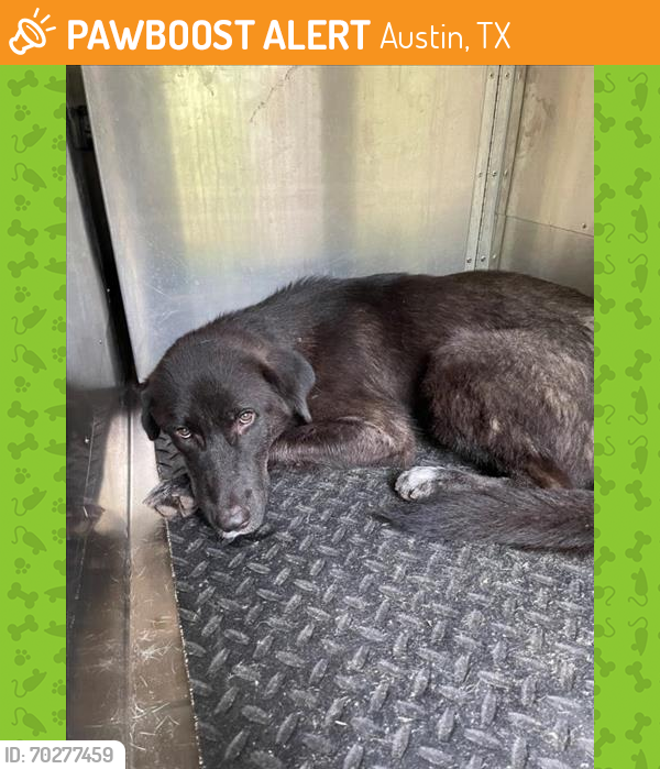 Shelter Stray Female Dog last seen Near BLOCK MELODY, Austin, TX 78702