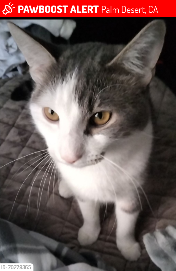 Lost Male Cat last seen Harris St between Country Club and Washington St, Palm Desert, CA 92211