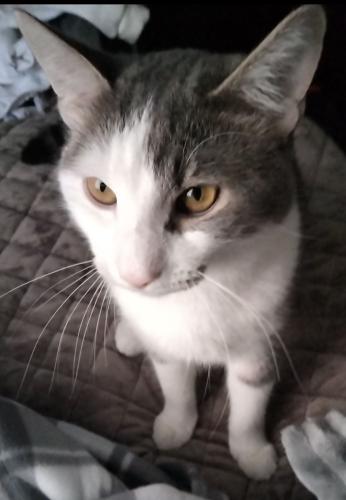 Lost Male Cat last seen Harris St between Country Club and Washington St, Palm Desert, CA 92211