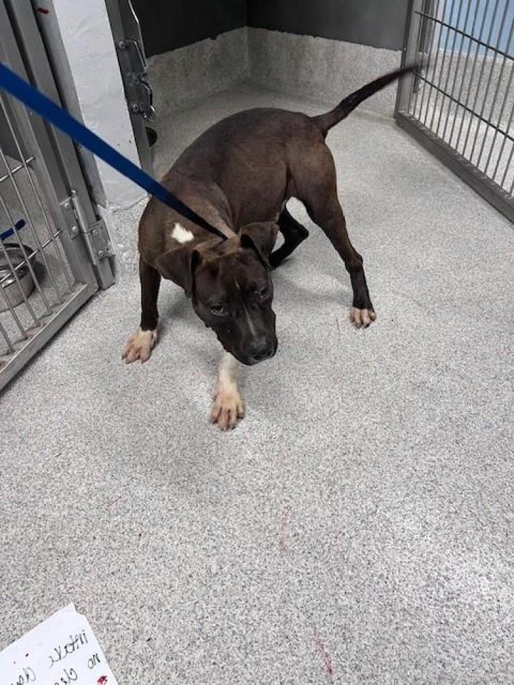 Shelter Stray Male Dog last seen Near BLOCK CONTINENTAL AVE, TALLAHASSEE FL 32304, Tallahassee, FL 32311