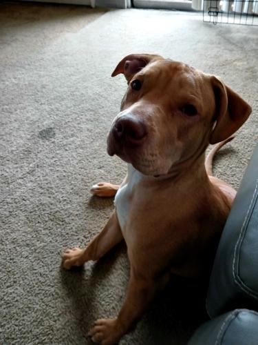 Lost Female Dog last seen 35th & Morgon, Seattle, WA 98126