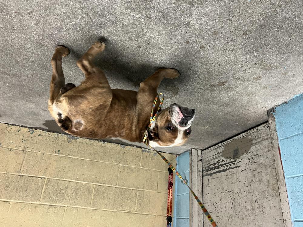 Shelter Stray Unknown Dog last seen , Downey, CA 90242