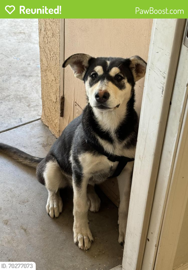 Reunited Female Dog last seen Marygold and Palmetto, Bloomington, CA 92316