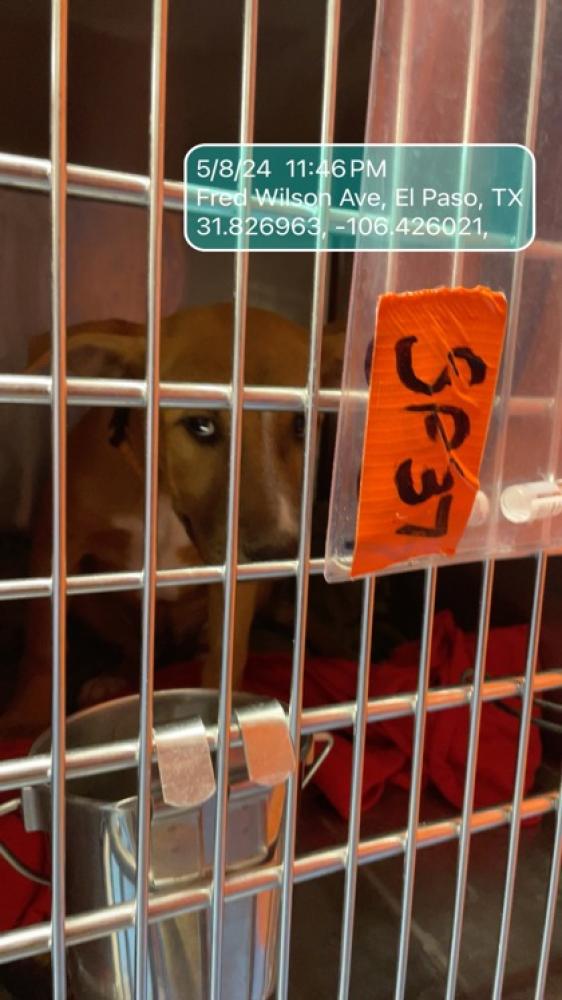 Shelter Stray Female Dog last seen El Paso, TX 79912, Fort Bliss, TX 79906