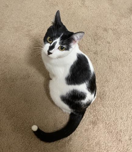 Lost Female Cat last seen Tanglewood Way and Canyon Lake Ln，intersection of two roads, Fontana, CA 92336