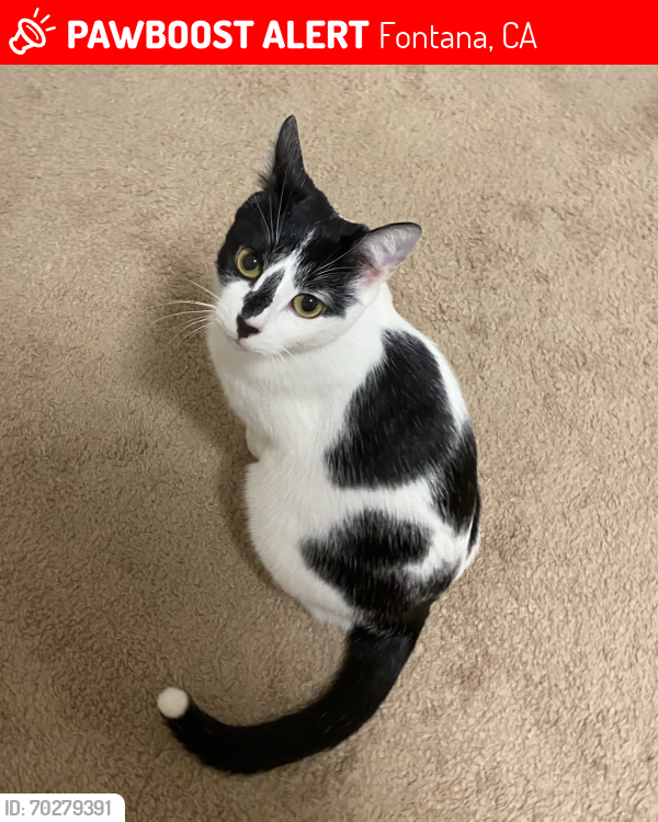 Lost Female Cat last seen Tanglewood Way and Canyon Lake Ln，intersection of two roads, Fontana, CA 92336