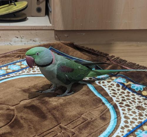 Lost Male Bird last seen In his cage, Greater London, England UB1