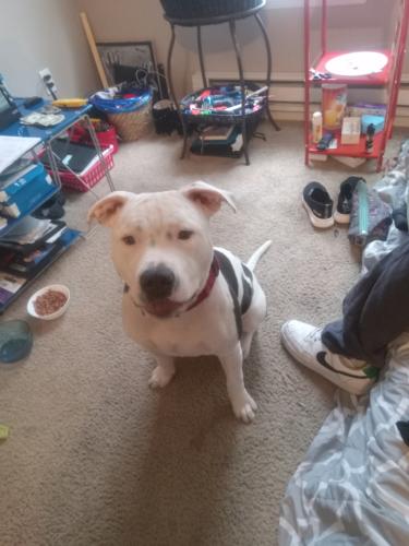 Lost Male Dog last seen Sw 10th and sw salmon st, Portland, OR 97205