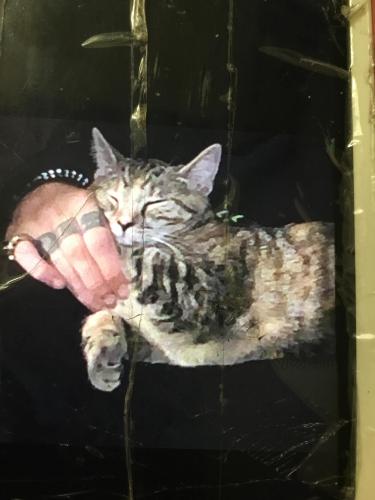 Lost Female Cat last seen Raintree Blvd and E Fowler Ave, Tampa, FL 33617
