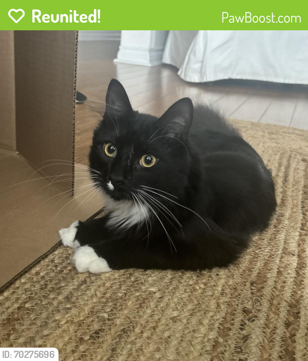 Reunited Male Cat last seen Royal York and Dundas, Toronto, ON M9A