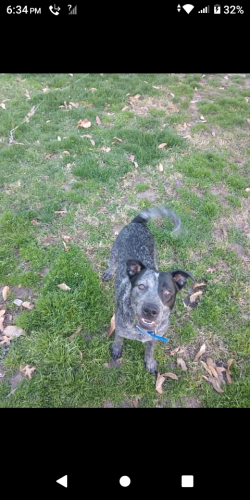 Lost Male Dog last seen Near n Campbell white house on the corner , Springfield, MO 65802