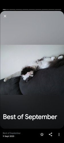 Lost Female Cat last seen Longwood dr Epping , Epping, VIC 3076