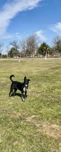 Lost Female Dog last seen Plant Road/HWY 80, Luling, TX 78648