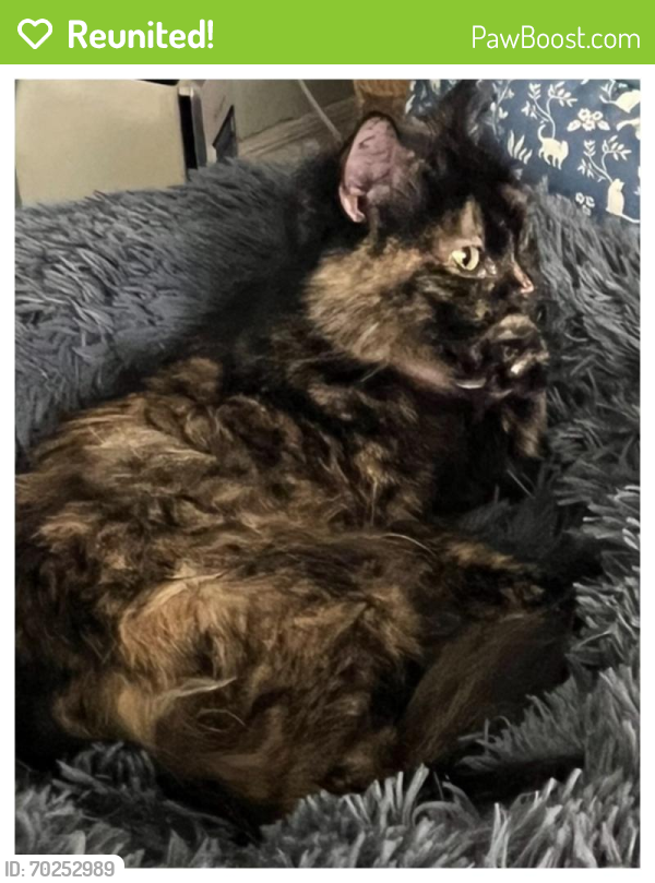 Reunited Female Cat last seen 18th and Vinton Omaha, NE 68108, Omaha, NE 68108