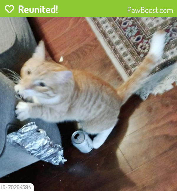 Reunited Male Cat last seen Laurel and Foothill Blvd cul de sac behind the outlet mall, Napa, CA 94558