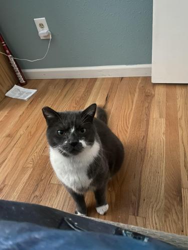 Lost Male Cat last seen Inters cation of 134th Edgewood and Glenhaven , Beaverton, OR 97005
