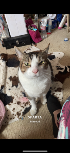 Lost Male Cat last seen Farm Road 156 and Sunsy, Brookline, MO 65619