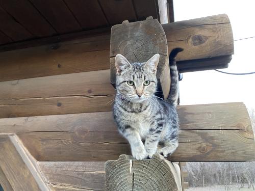 Lost Female Cat last seen Seward Rd & Sooner Rd, Guthrie, OK 73044