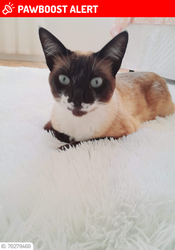 Lost Female Cat last seen Rua Presidente Juscelino Kubitscheck entre as Ruas Jorge Bonn Filho e José Romagnani, Jardim Paulista, PR 83430-000