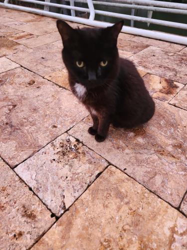 Lost Female Cat last seen Westshore Blvdd and Melrose Ave. N. Tampa, FL 33629, Tampa, FL 33629