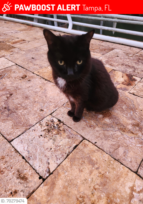 Lost Female Cat last seen Westshore Blvdd and Melrose Ave. N. Tampa, FL 33629, Tampa, FL 33629