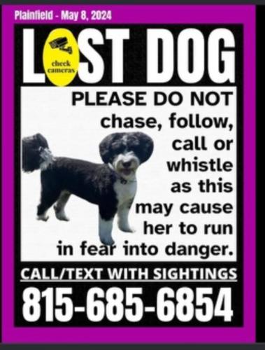 Lost Female Dog last seen 127th and Naper Plainfield Rd, Plainfield, IL 60585