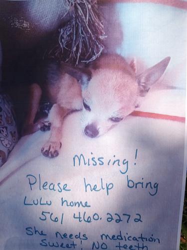 Lost Female Dog last seen Cumberland, West Palm Beach, FL 33409