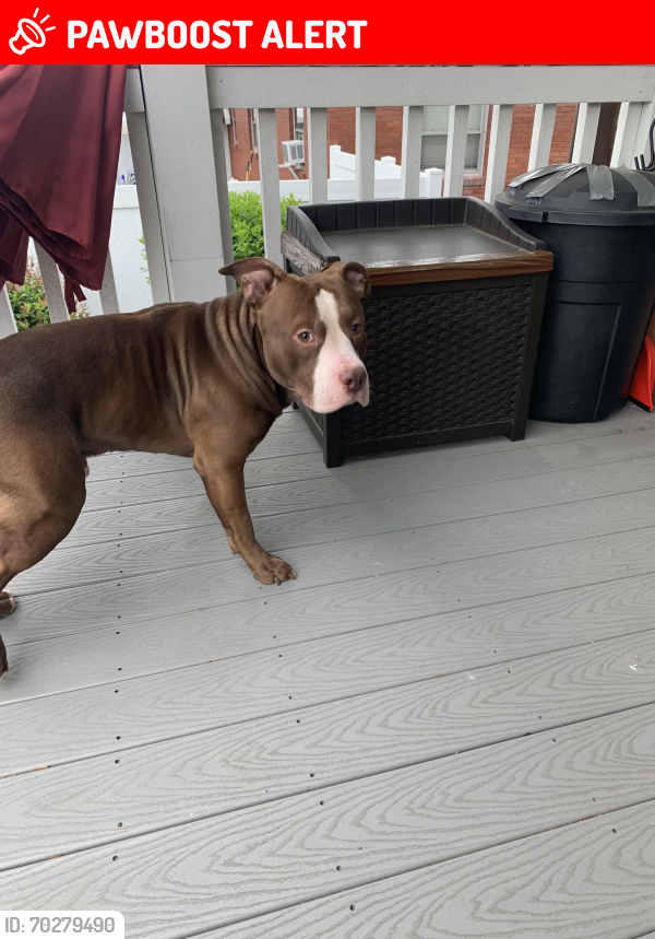 Lost Male Dog last seen St. Mary’s Cemetery , Township of Hanover, PA 15026