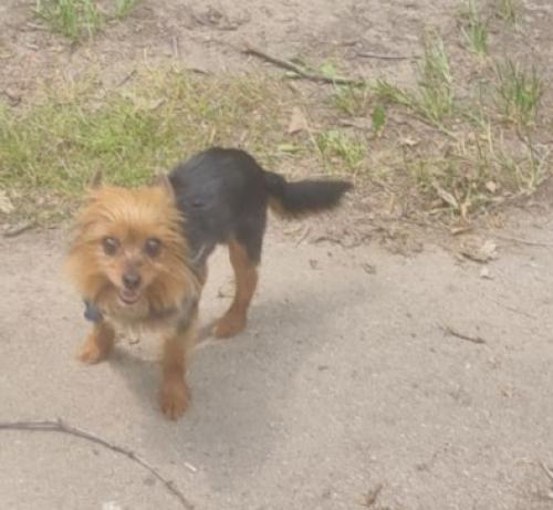 Lost Male Dog last seen Cumings and Corunna Rd, Flint, MI 48503