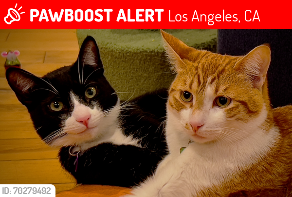 Lost Male Cat last seen Ventura and Fallbrook, Los Angeles, CA 91364