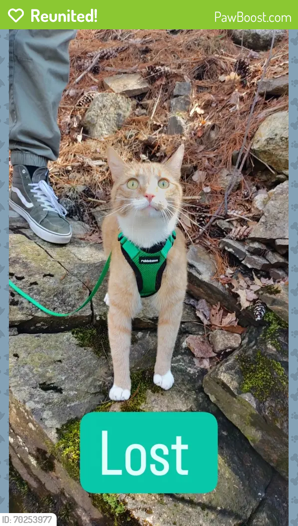 Reunited Male Cat last seen South Street /Westwood Parkway, Southbridge, MA 01550