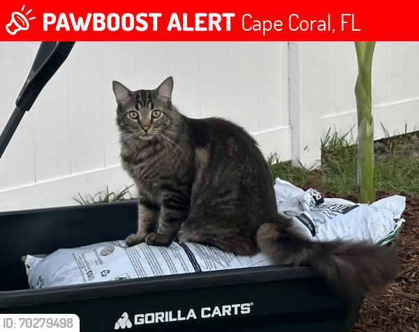 Lost Male Cat last seen Chiquita/ Tropicana , Cape Coral, FL 33993