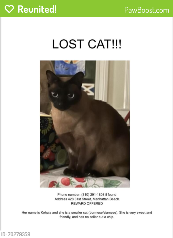 Reunited Female Cat last seen Near 31st Street Manhattan Beach Ca, Manhattan Beach, CA 90266